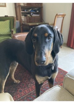 Service : garde animaux