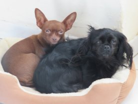 Service : chien Service : chien