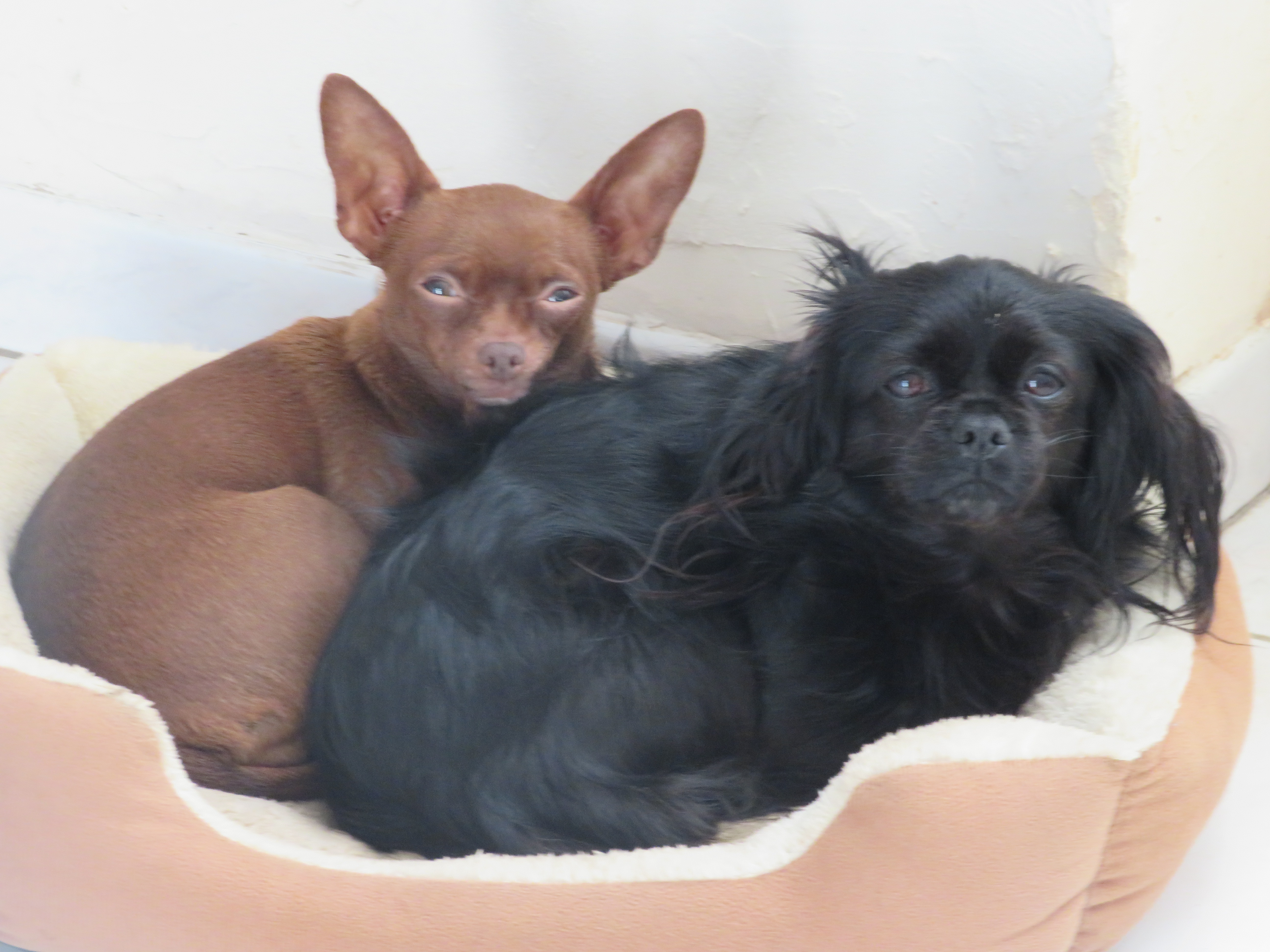 Service chien 47 entre particuliers