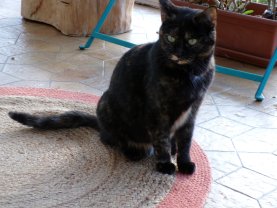 Service : chat Service : chat