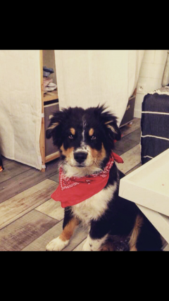 Demander ce petsitter