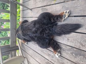 Service : garde animaux