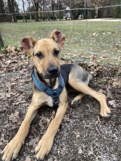 Service : chien Service : chien