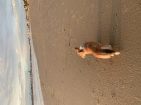 Service : promeneur chien