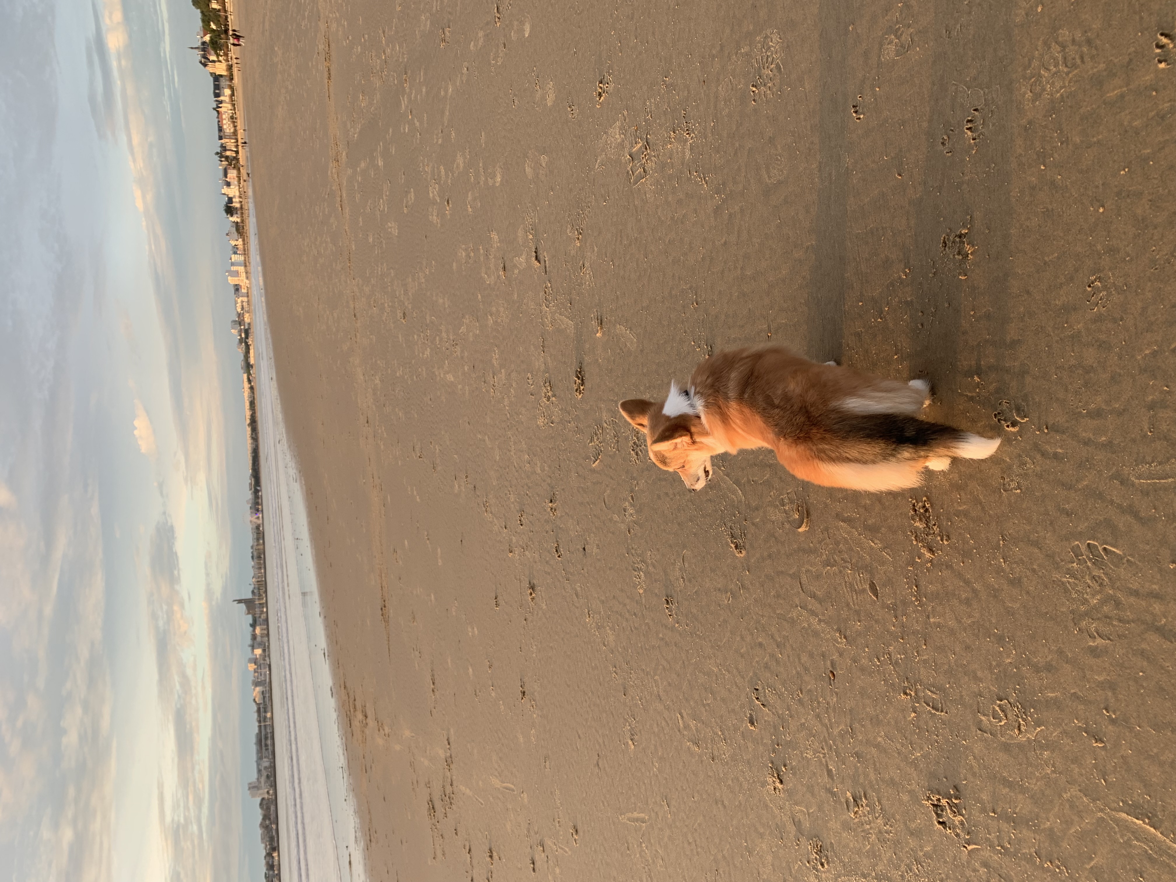 Service promeneur chien 77 entre particuliers