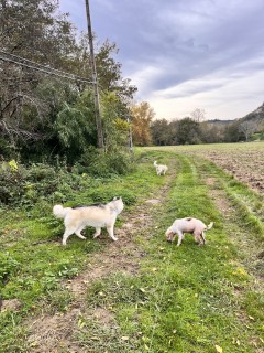 Service : garde animaux