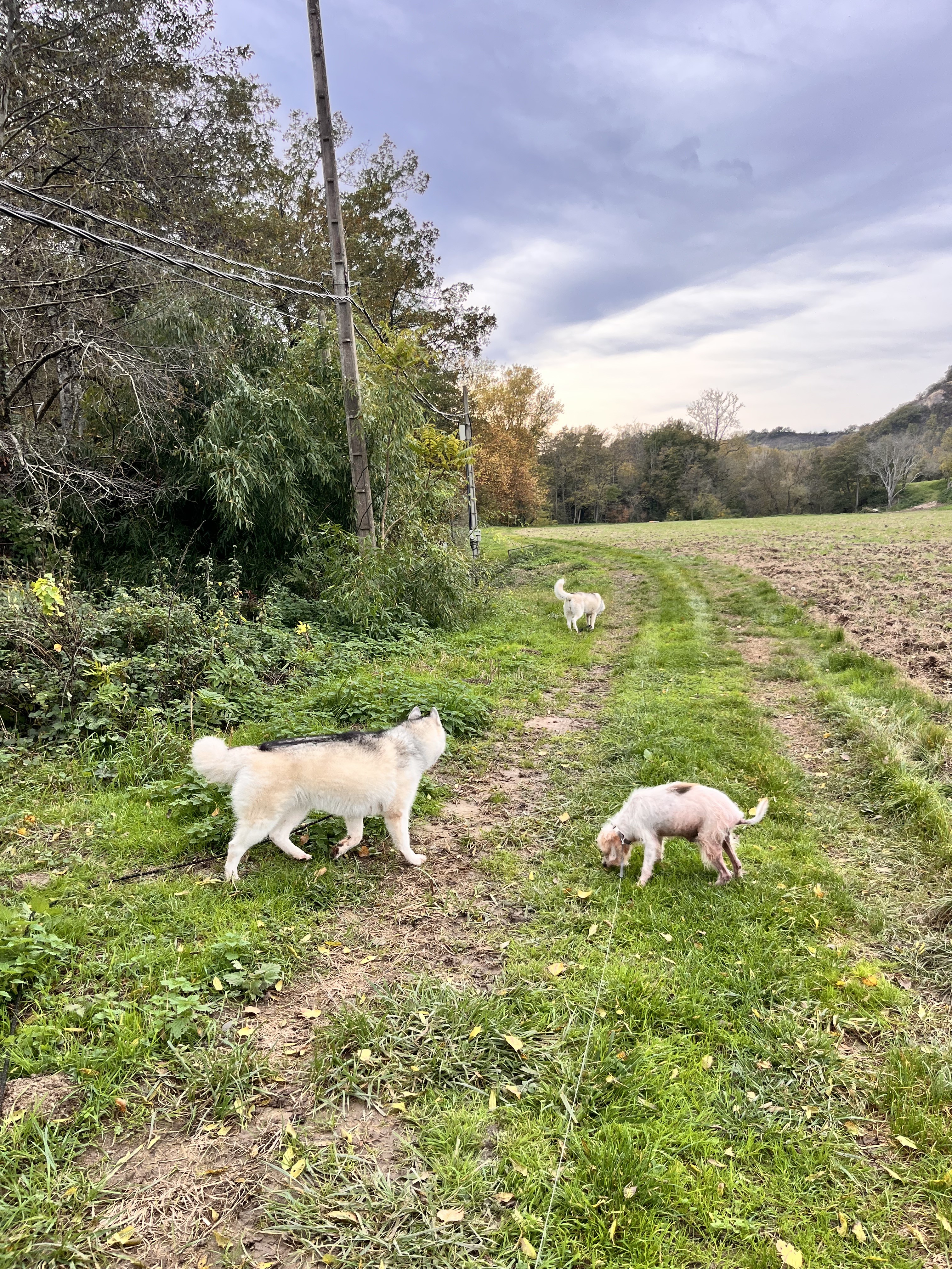 Service garde animaux 81 entre particuliers