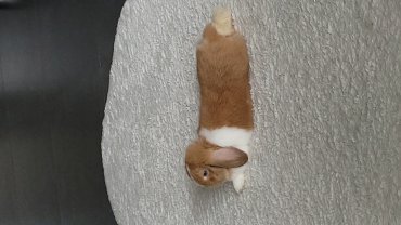 Service : garde lapin