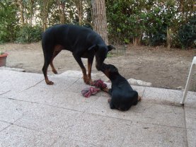 Service : promeneur chien Service : promeneur chien