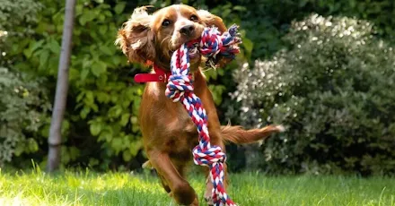 Service garde animaux entre particuliers (91)