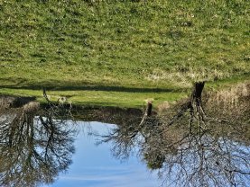 Service : entretien jardin