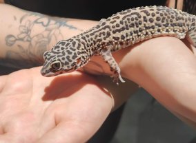 Service : reptile Service : reptile