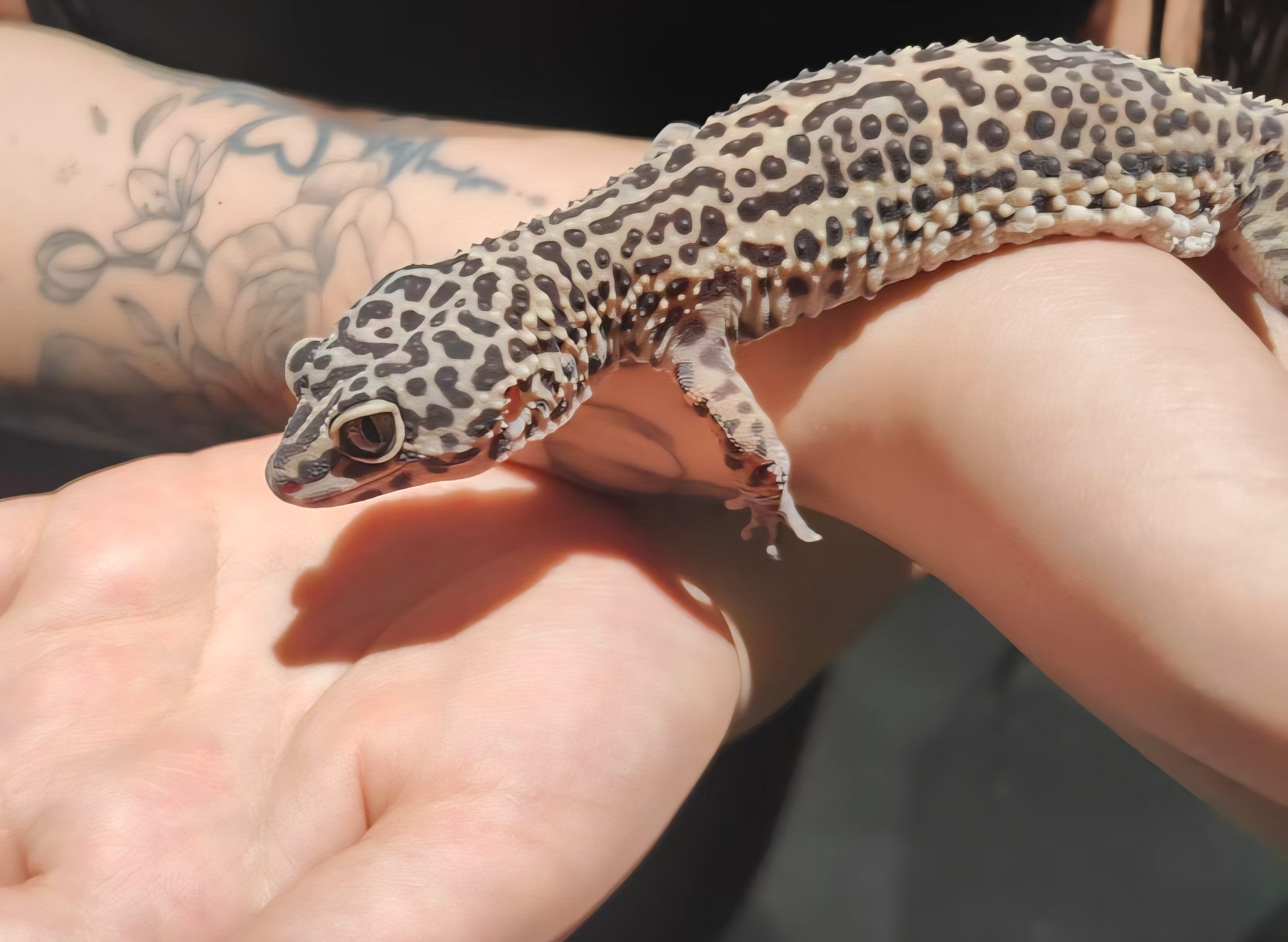 Service reptile 59 entre particuliers