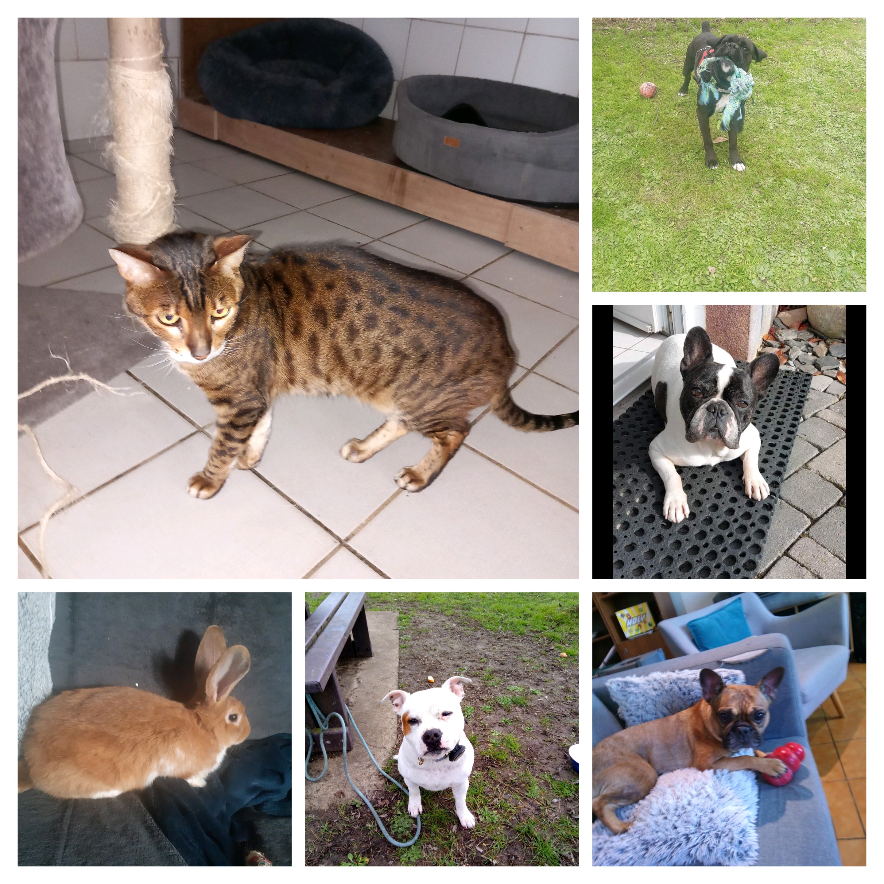 Service promeneur chien 17 entre particuliers