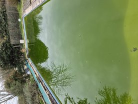 Location : robot piscine