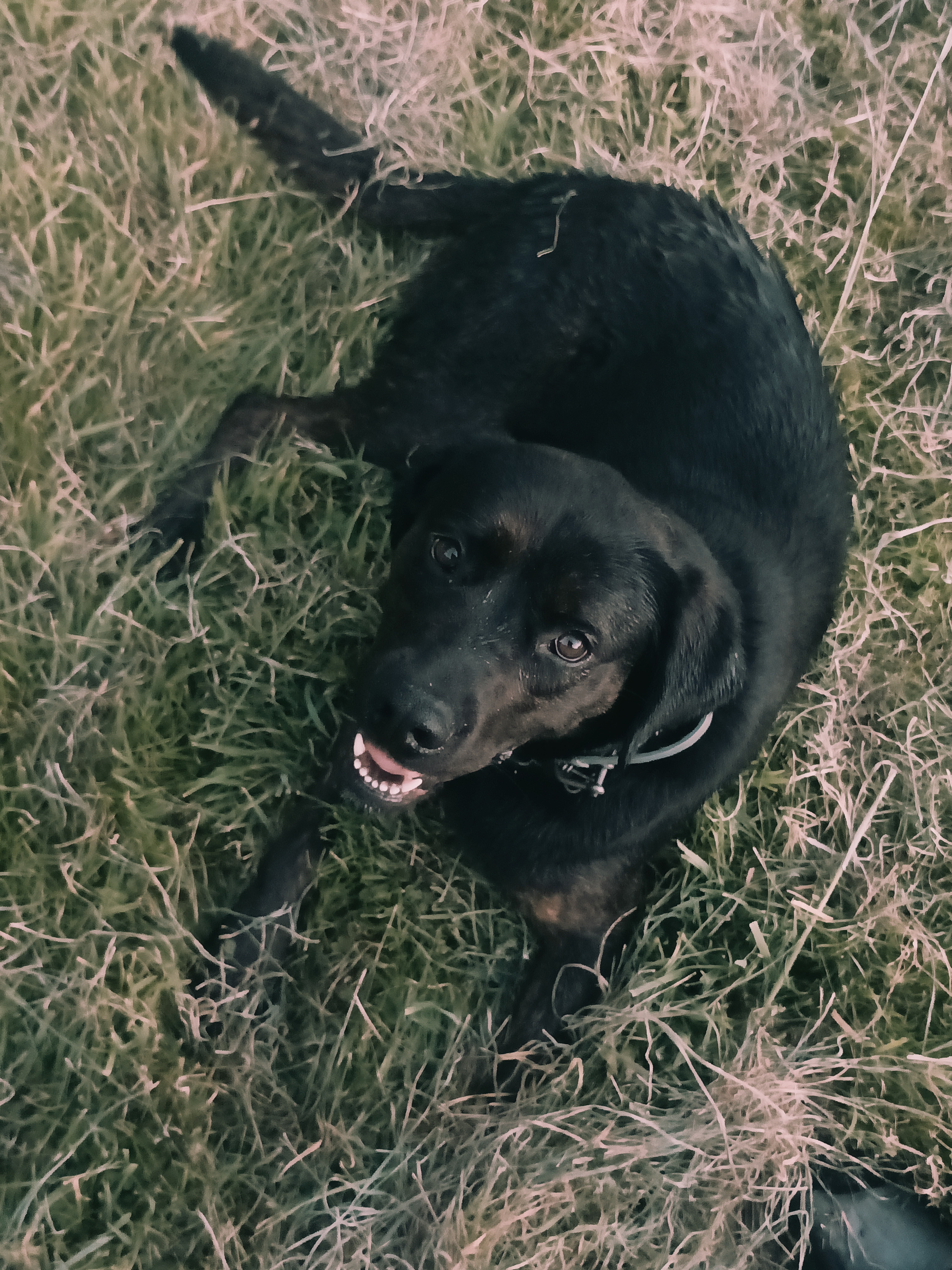 Service garde animaux 22 entre particuliers