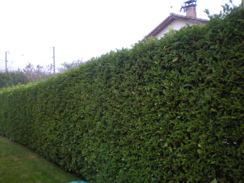 Rental Taille haie between individuals (13)