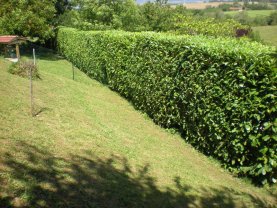 Location taille haie