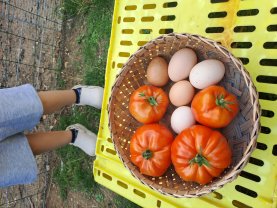 Location : jardin potager