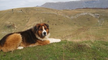 Service : garde animaux