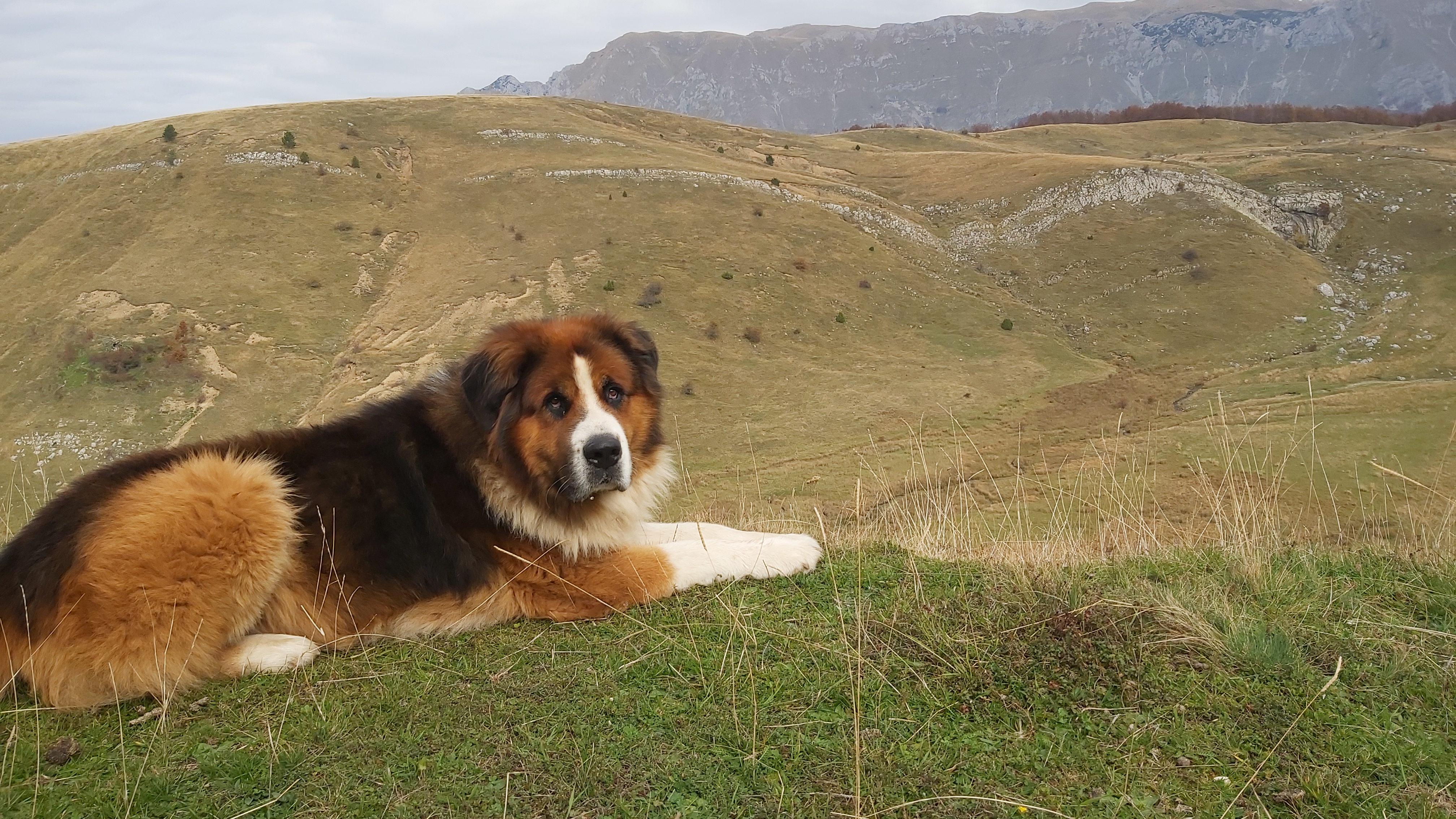 Service garde animaux 39 entre particuliers