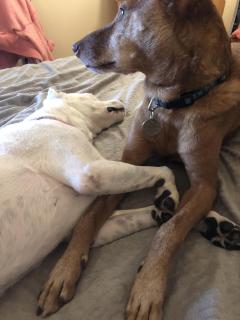 Service : chien Service : chien