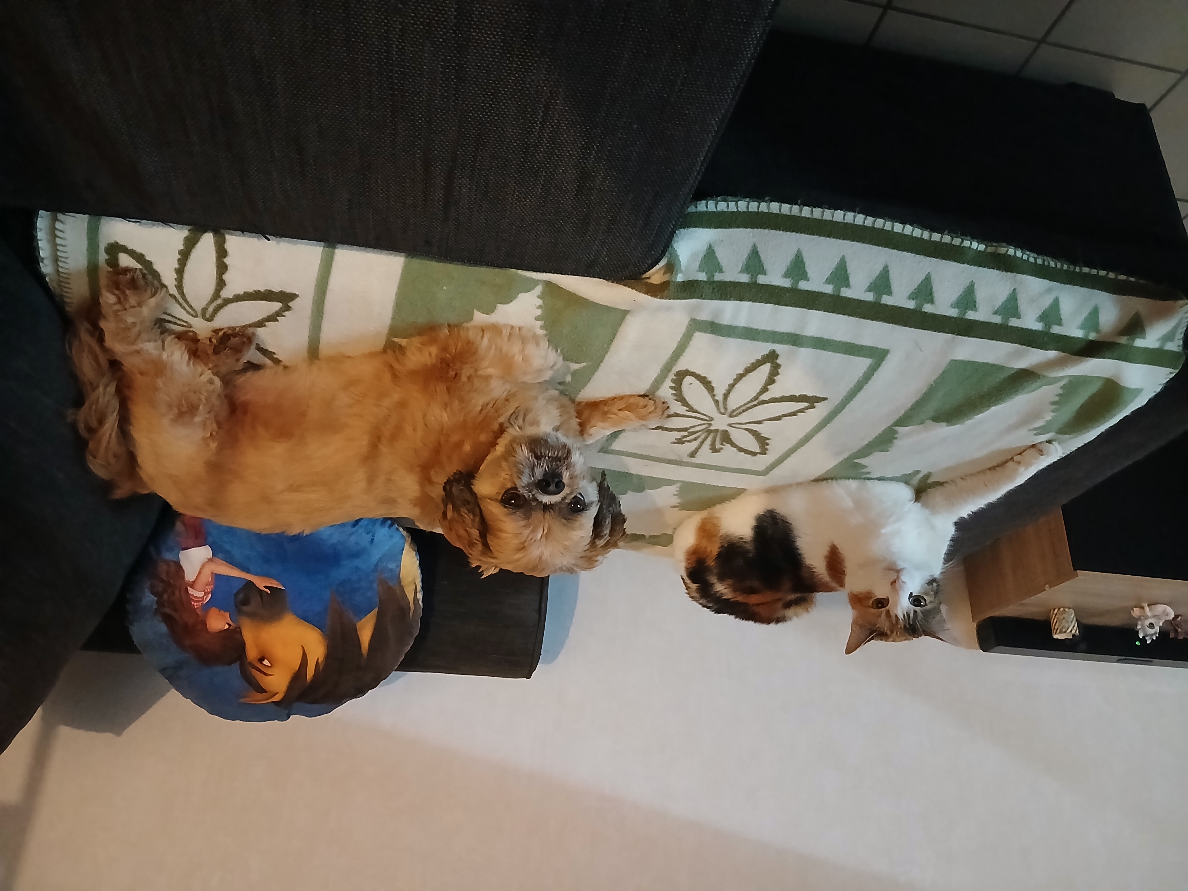 Service garde animaux 35 entre particuliers