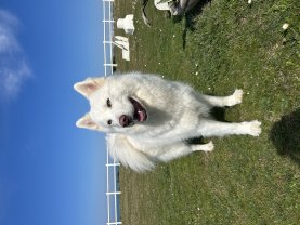 Service : garde animaux