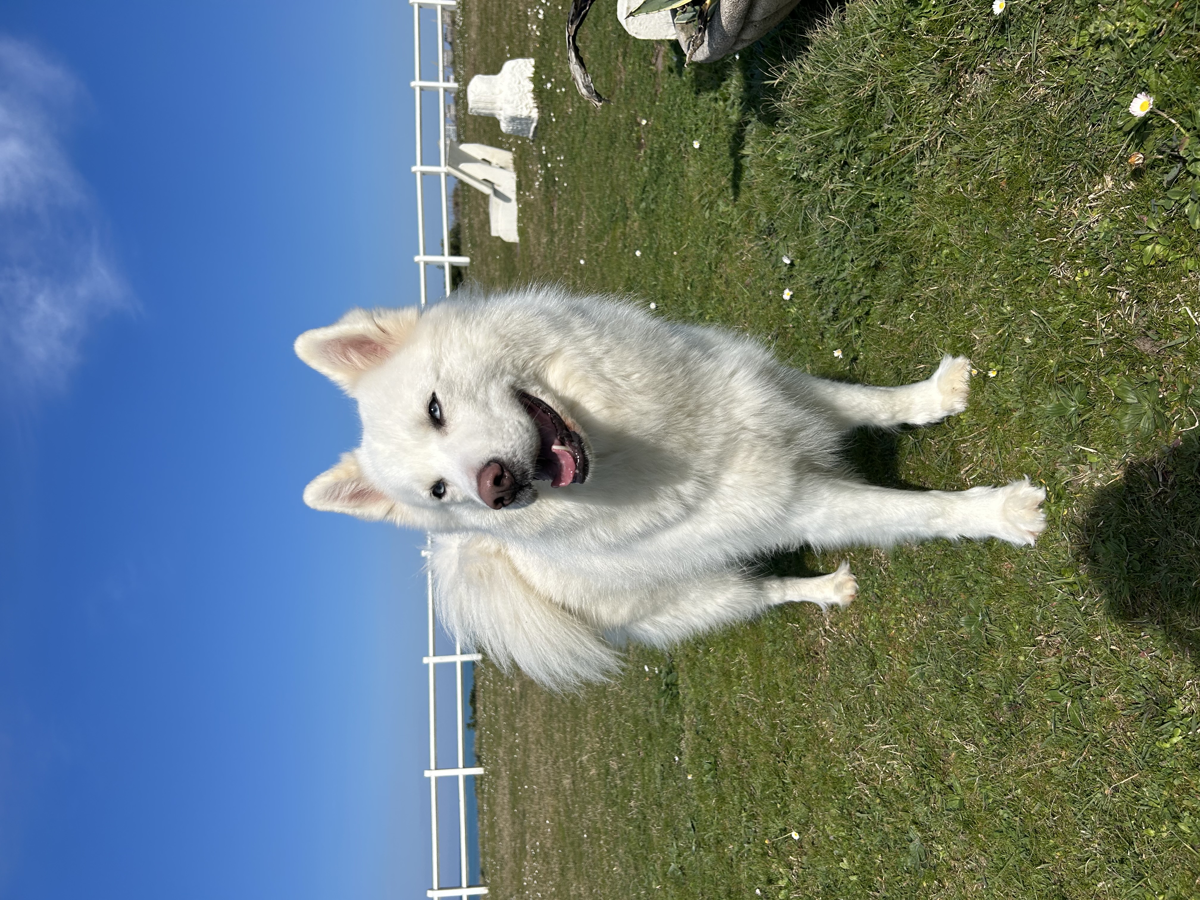 Service garde animaux 75 entre particuliers