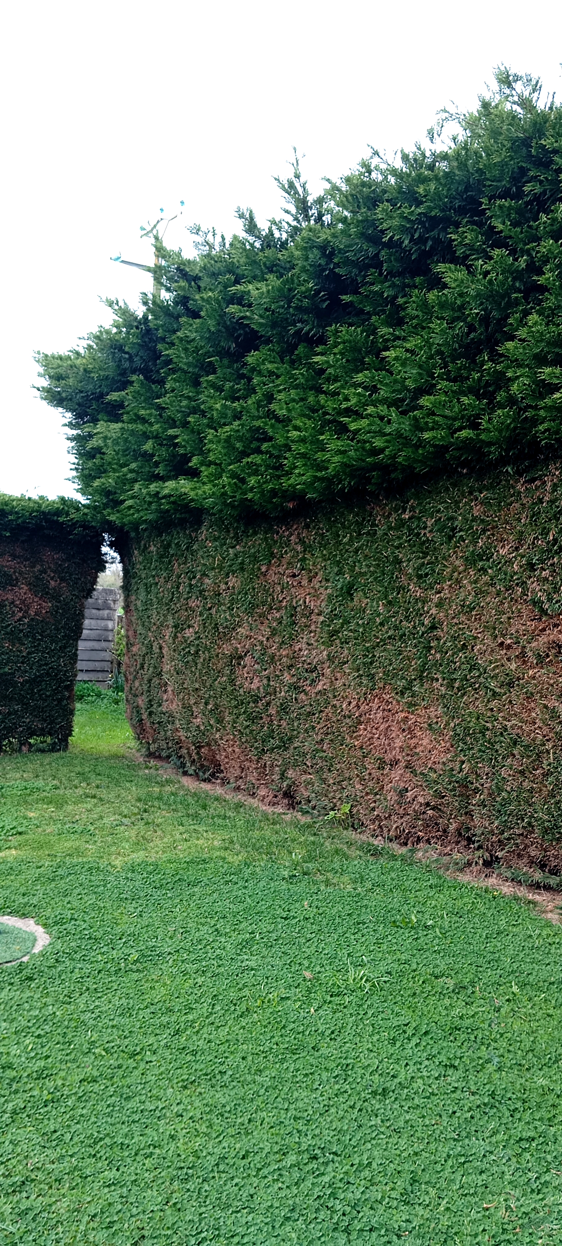 Service taille de haies 85 entre particuliers