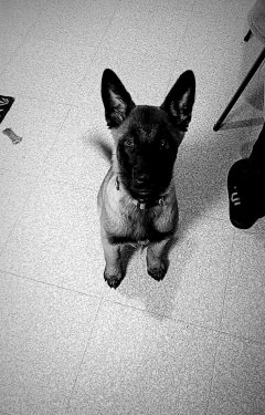 Service : promeneur chien