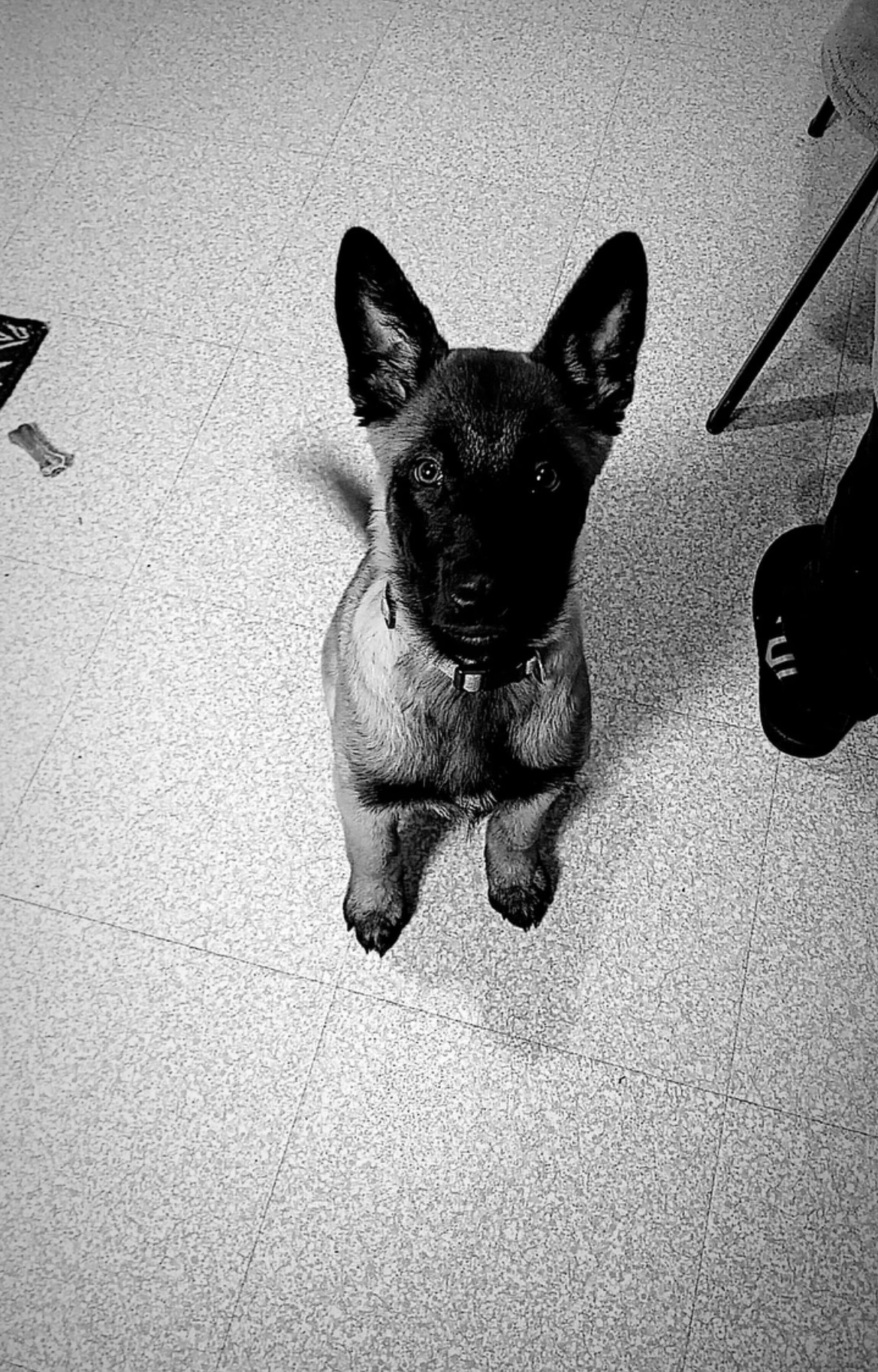 Service promeneur chien 56 entre particuliers