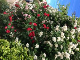 Demander ce jardinier