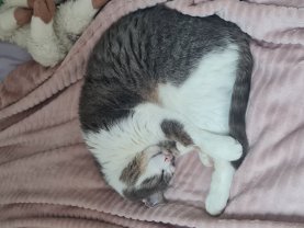 Service : garde animaux