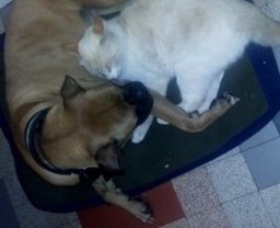 Service : garde animaux