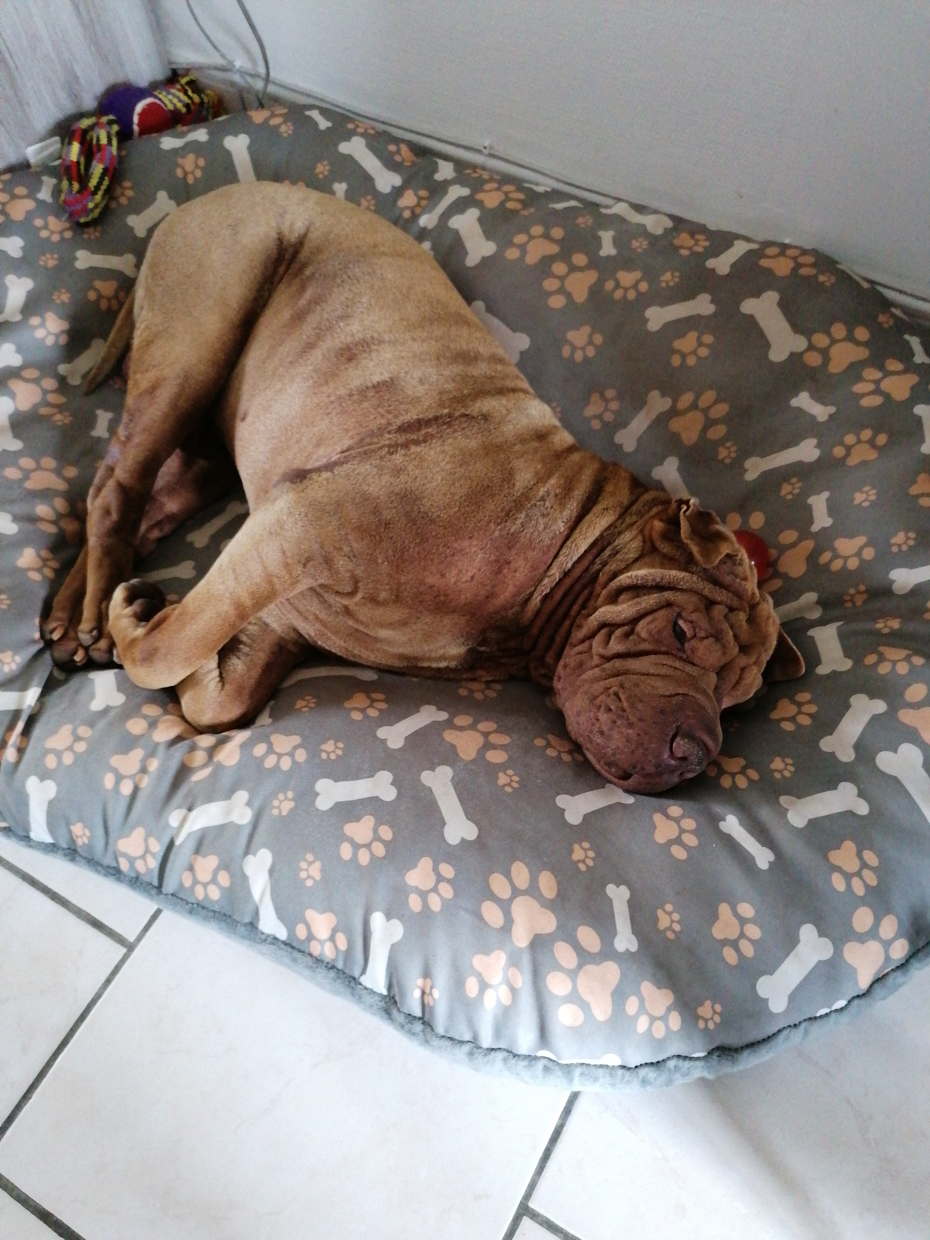 Service chien 76 entre particuliers