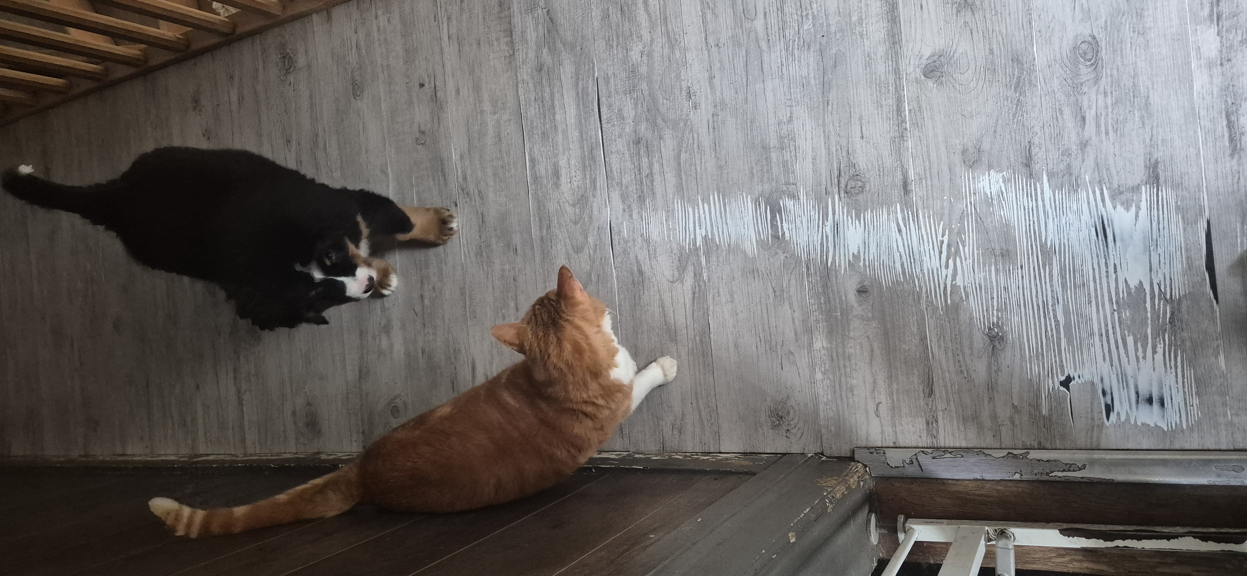 Service garde animaux 68 entre particuliers