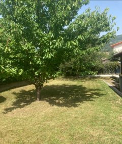 Service : tonte de pelouse