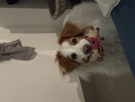 Service : garde animaux Service : garde animaux