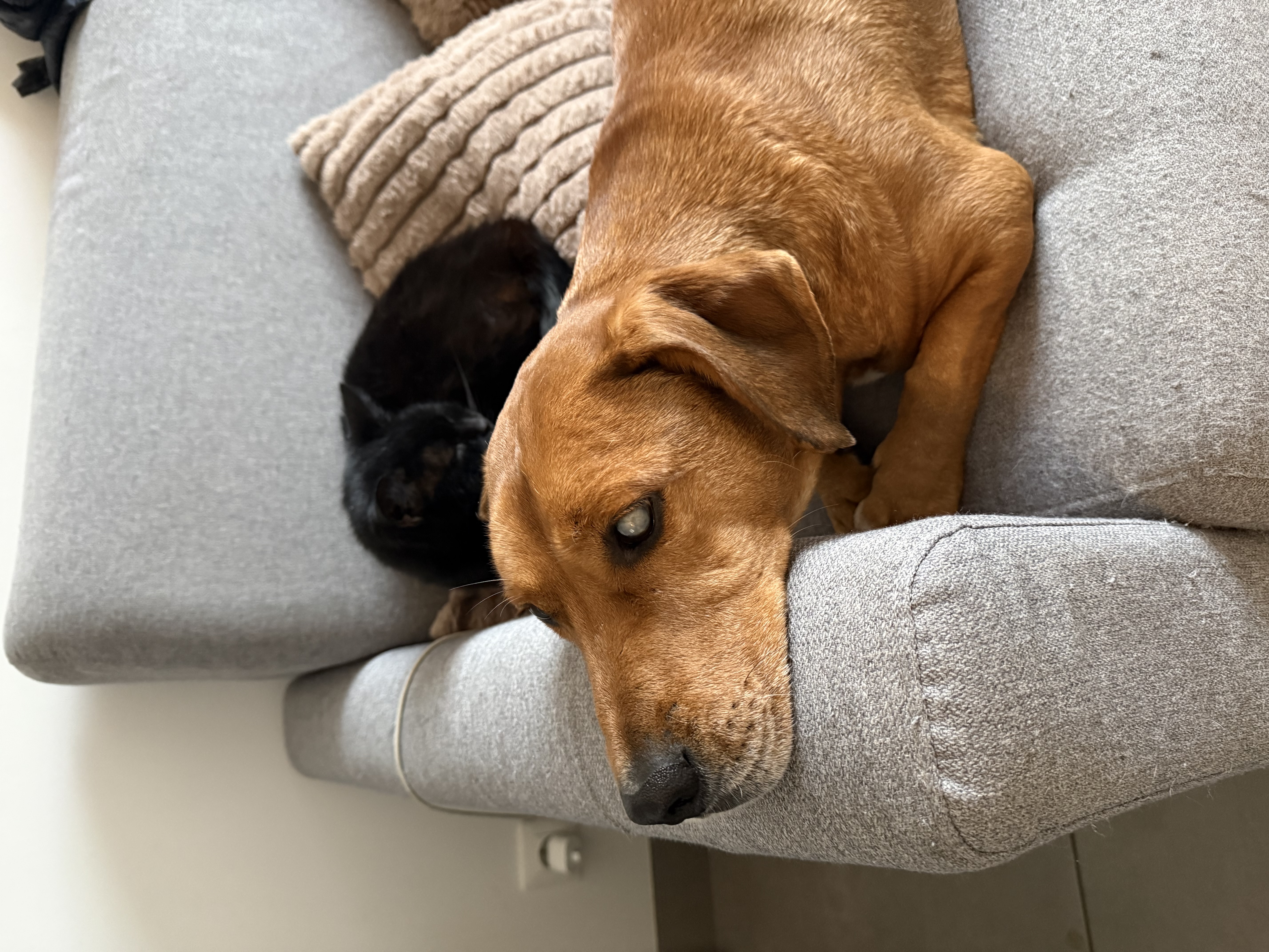 Service garde animaux 27 entre particuliers