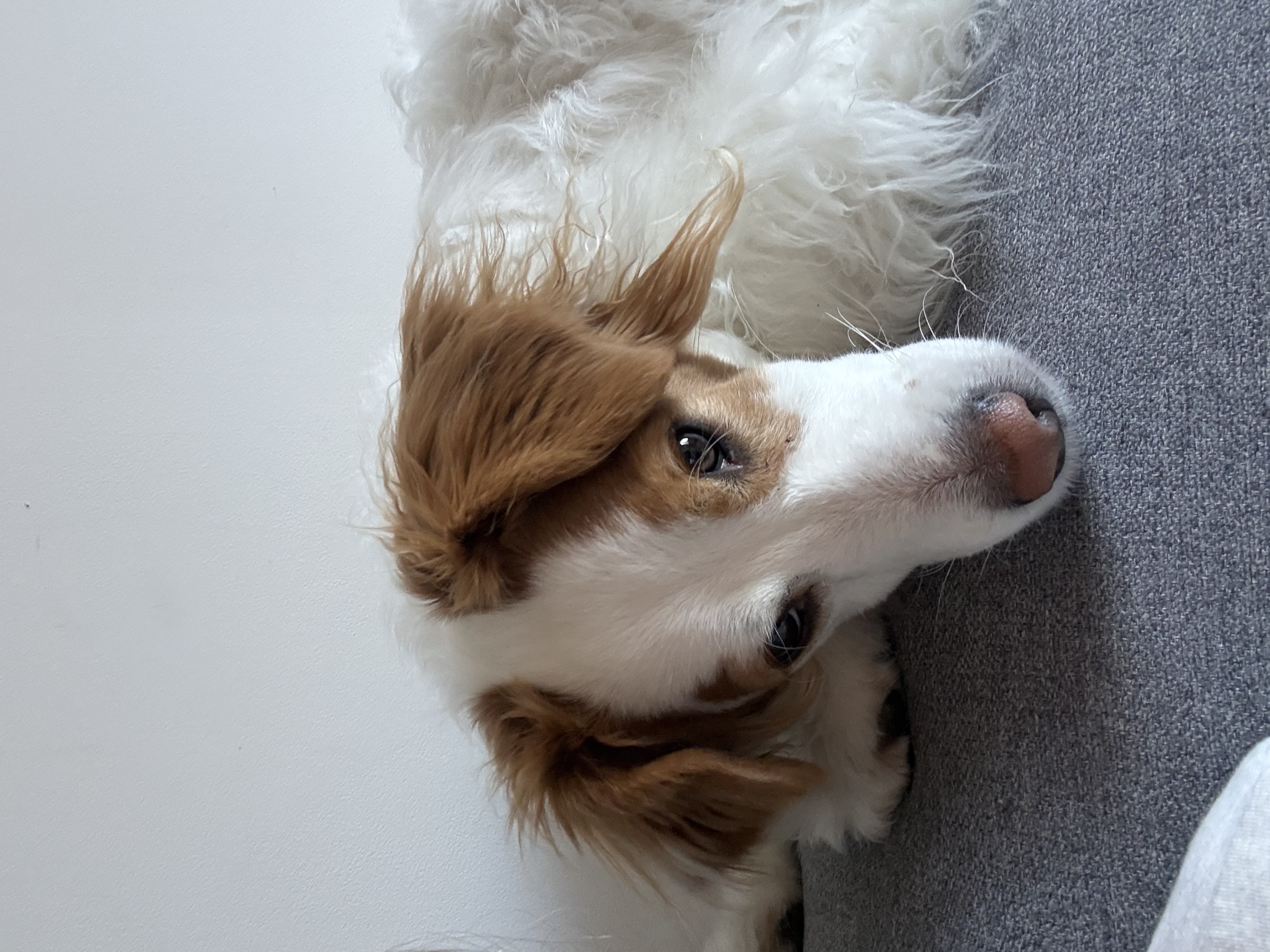 Service promeneur chien 27 entre particuliers