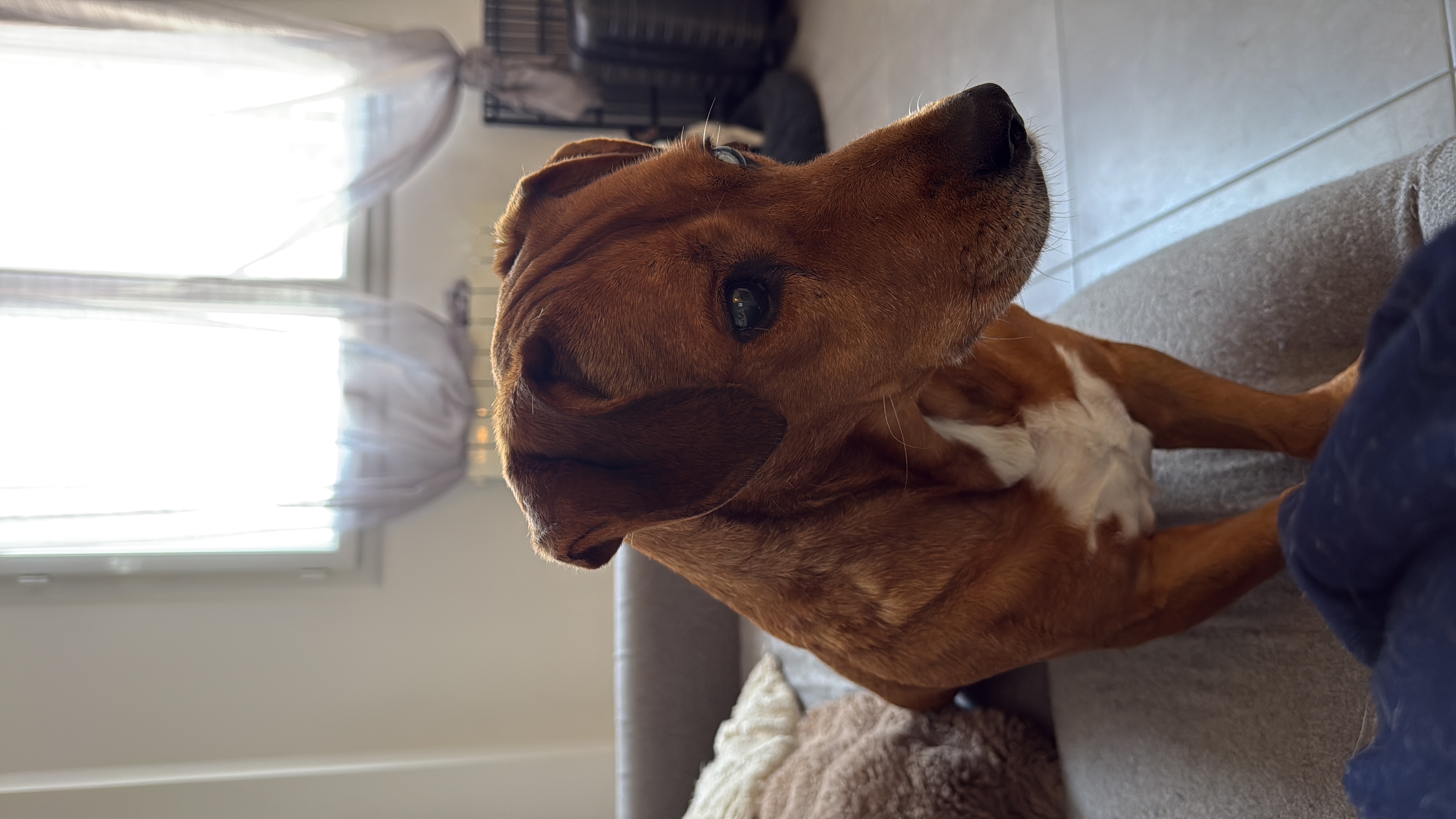 Service chien 27 entre particuliers