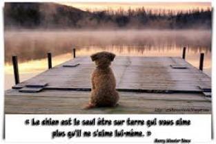 Service chien entre particuliers