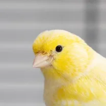 Service : garde lapin