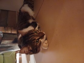 Service : garde animaux Service : garde animaux