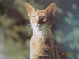 Service : garde animaux Service : garde animaux