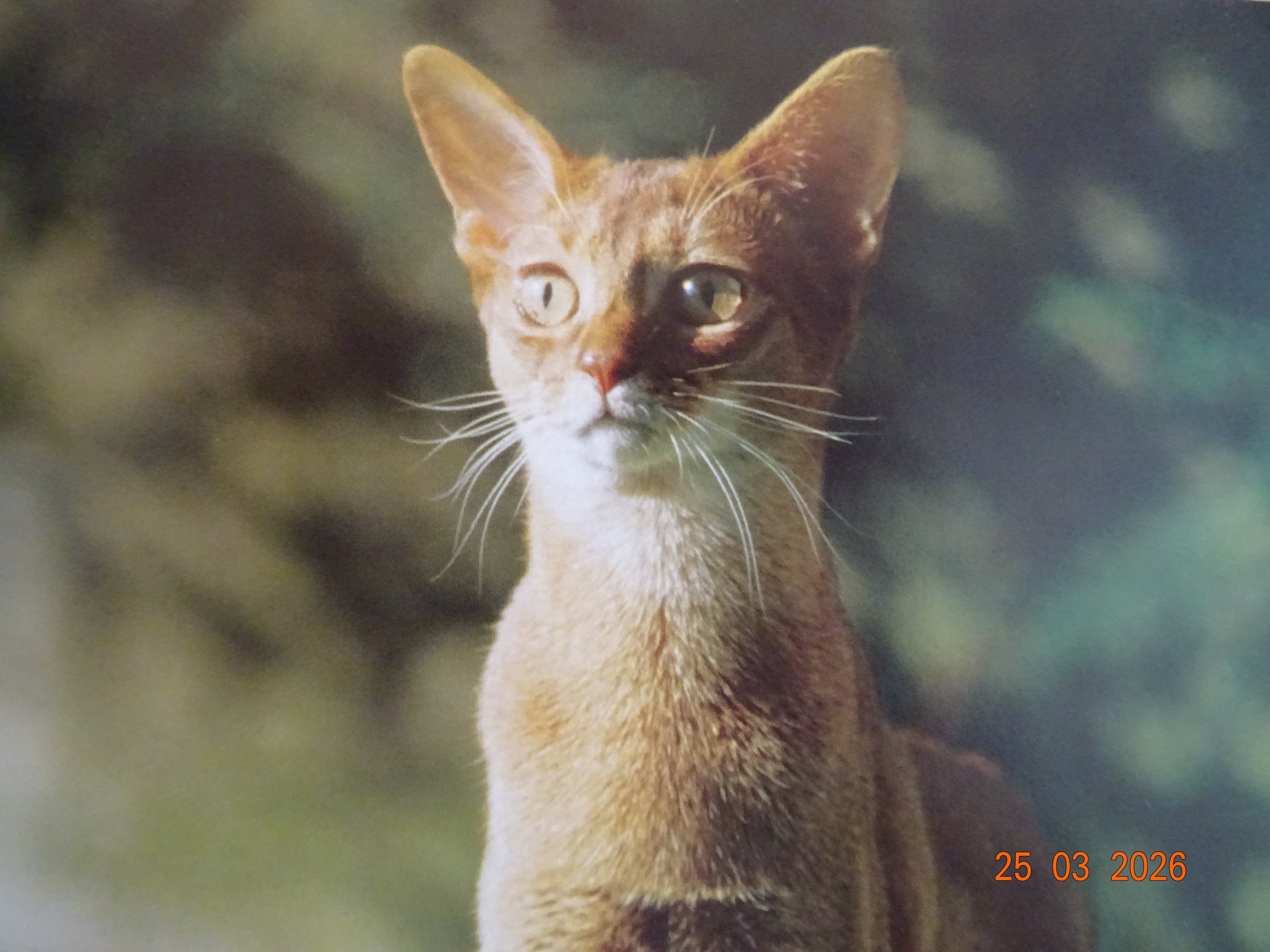 Service garde animaux 31 entre particuliers