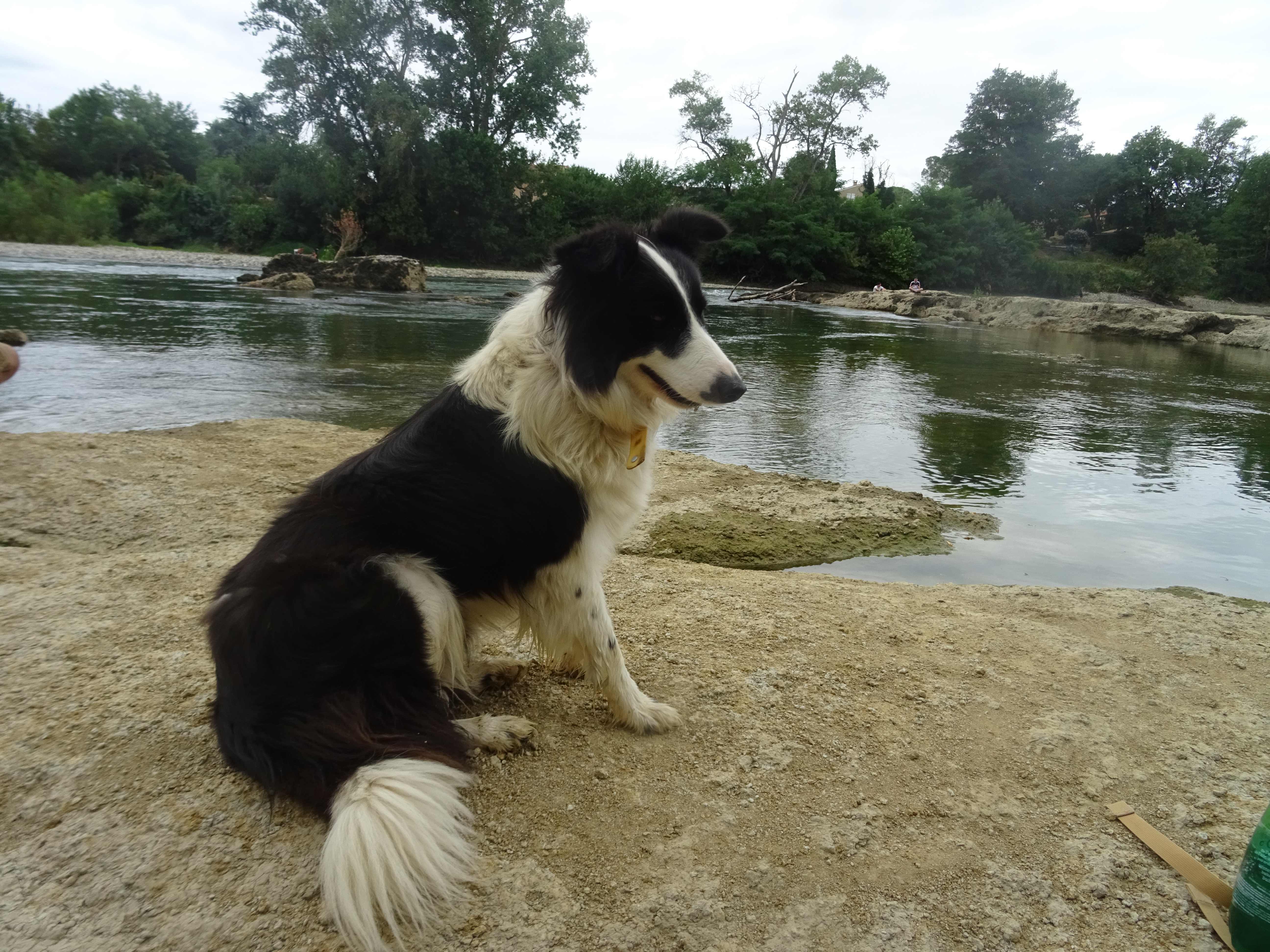 Service promeneur chien 31 entre particuliers