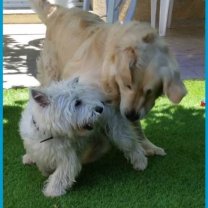 Service : chien Service : chien