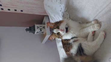 Service : garde animaux